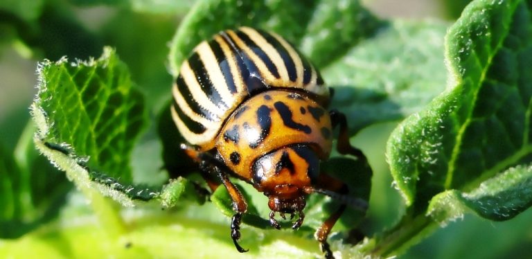КОЛОРАДСЬКИЙ ЖУК. МЕТОДИ БОРОТЬБИ