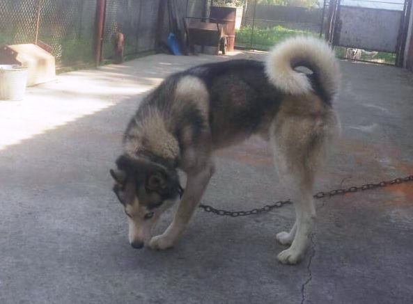 УВАГА!!! ХТО ЗАГУБИВ СОБАКУ?