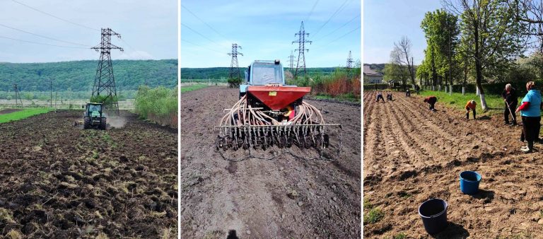 У ЯМНИЦІ ТА ПАВЛІВЦІ ЗАСАДИЛИ ПРИШКІЛЬНІ ДІЛЯНКИ