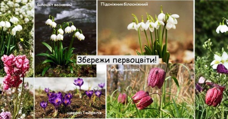 ВАЖЛИВА ІНФОРМАЦІЯ ПРО ЗБЕРЕЖЕННЯ РАННЬОКВІТУЧИХ РОСЛИН