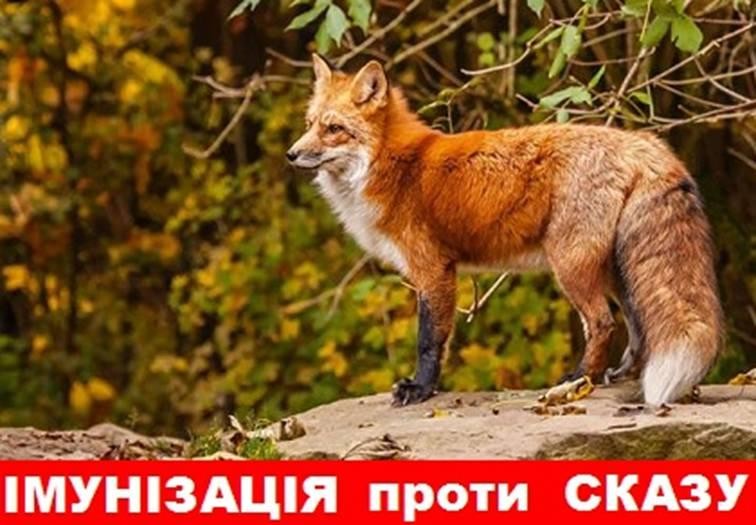 УВАГА! НА ТЕРИТОРІЇ ЯМНИЦЬКОЇ ТГ БУДЕ ПРОВЕДЕНА ВЕСНЯНА ПЕРОРАЛЬНА ІМУНІЗАЦІЯ ДИКИХ М’ЯСОЇДНИХ ТВАРИН ПРОТИ СКАЗУ